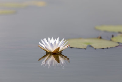 OKAVANGO DELTA