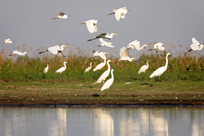 OKAVANGO DELTA