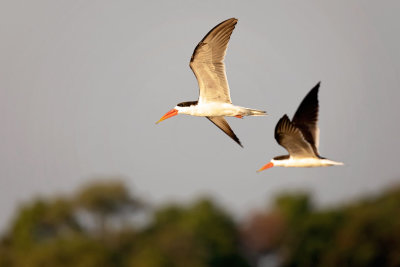 OKAVANGO DELTA