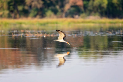 OKAVANGO DELTA