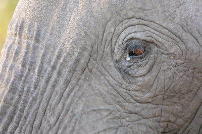 MOREMI RESERVE