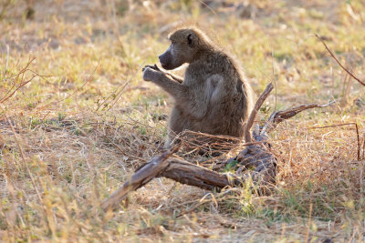 MOREMI RESERVE