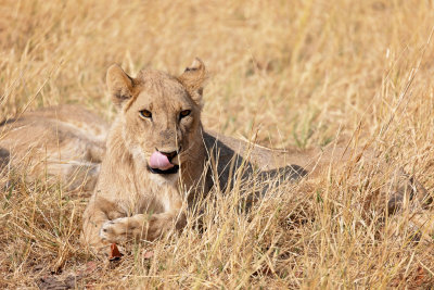 MOREMI RESERVE