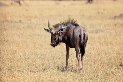 MOREMI RESERVE