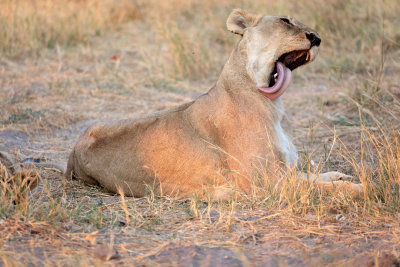 MOREMI RESERVE