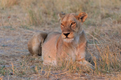 MOREMI RESERVE