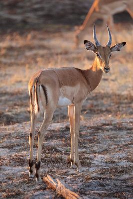 MOREMI RESERVE