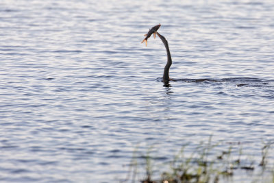 CHOBE RIVER FRONT