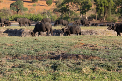 CHOBE RIVER FRONT