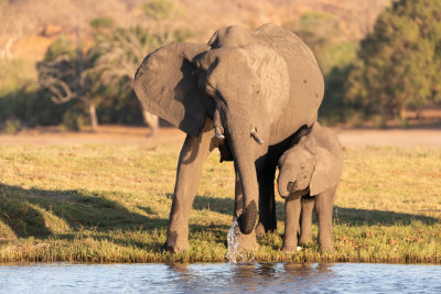 CHOBE RIVER FRONT