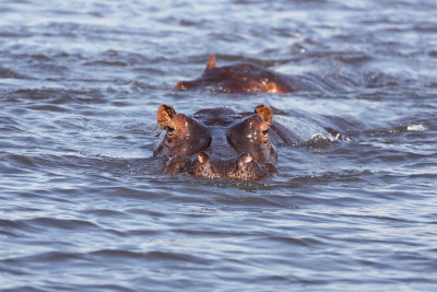 CHOBE RIVER FRONT