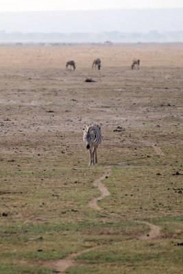 NP Amboseli