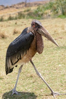 Ngorongoro Crater