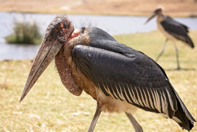 Ngorongoro Crater