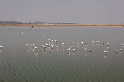NP Amboseli