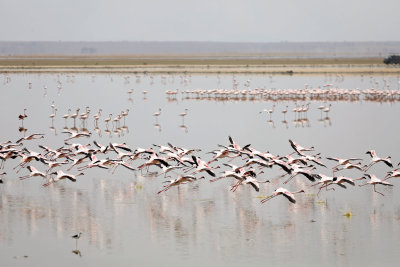 NP Amboseli