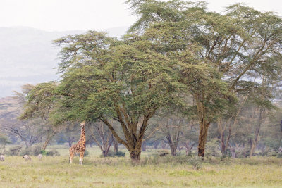 NP Nakuru