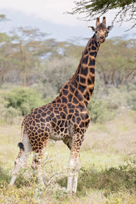 NP Nakuru