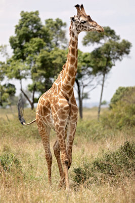 Masai Mara