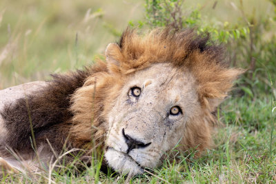 Masai Mara