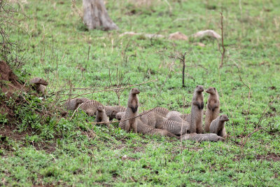NP Serengeti