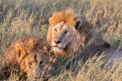 NP Serengeti