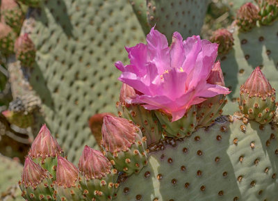 Arizona_Blooms4402.jpg