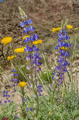 Arizona_Blooms4443.jpg