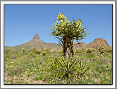 Yucca.jpg