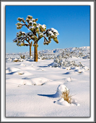 From the Desert