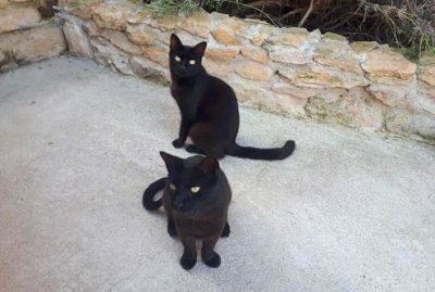 2018078478a Black Cats La Borde.jpg