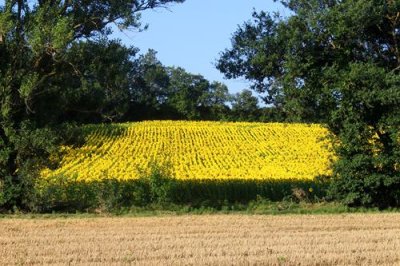 2018078512 Sunflowers around Belflou.jpg
