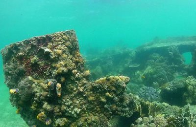 2019049097 Shipwreck coral.jpg