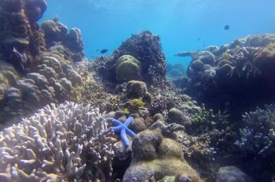 2019049121 coral Cobra Island 1.jpg