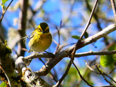 Townsend's Warbler collecting nesting material