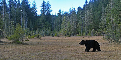 Bear in Spring Meadow