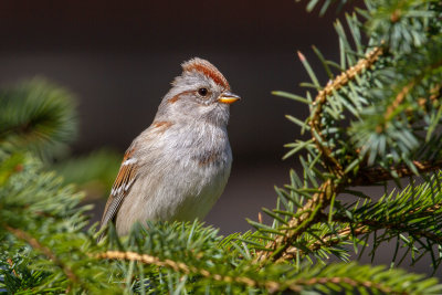 Tree Sparrow