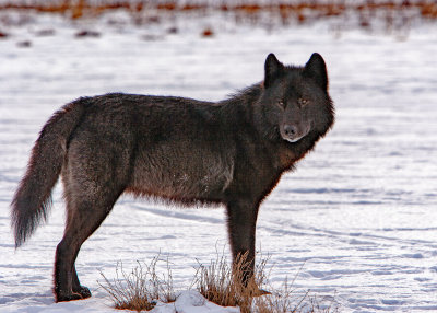 Romeo a black wolf