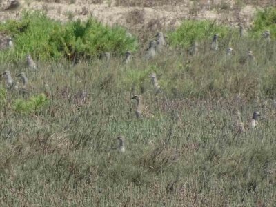 PacificGoldenPlovers07289.JPG