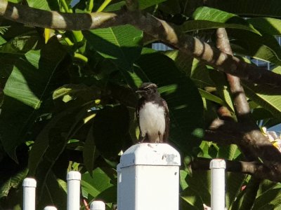 WillyWagTail_173918.jpg