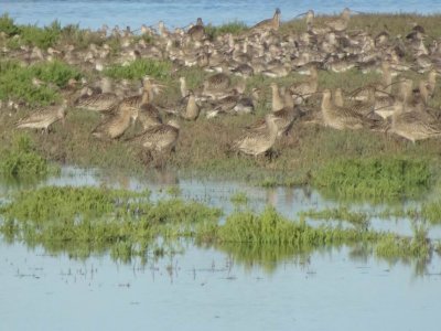 EasternCurlew Bar-TailedGodwit7298.JPG