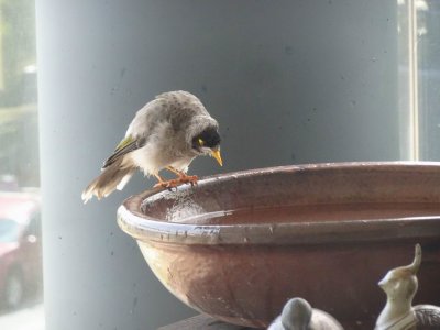 NoisyMiner7318.JPG