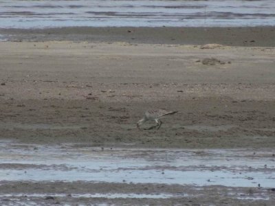 PortDouglas_Bird07390.JPG
