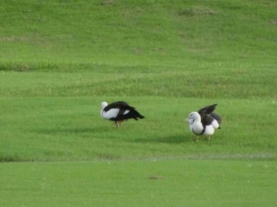 PortDouglas_Ducks_07396.JPG