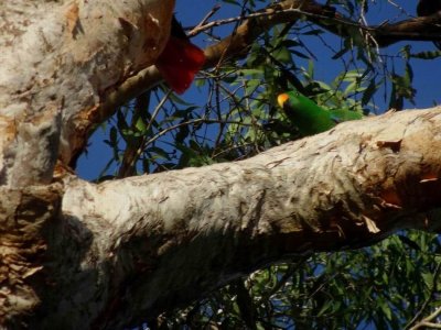 PortDouglas_EclectusParrots.JPG