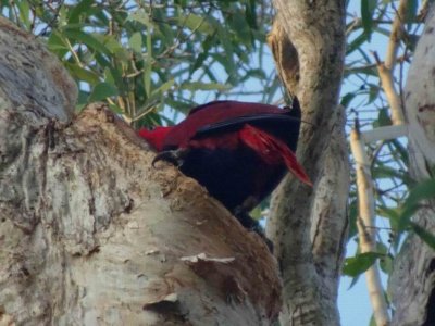 PortDouglas_EclectusParrots_07329.JPG