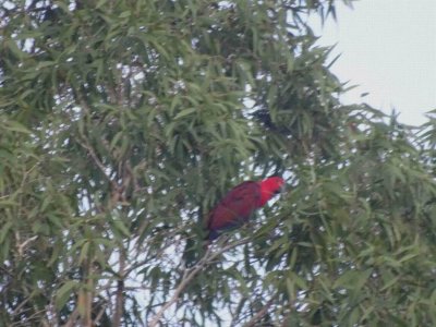 PortDouglas_EclectusParrots_07445.JPG