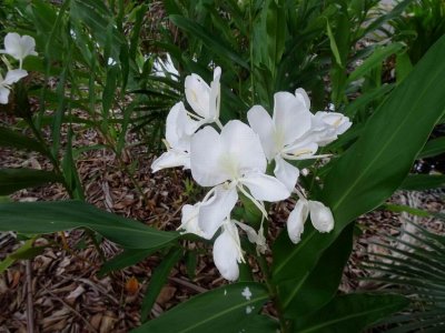 PortDouglas_Gardens_07401.JPG