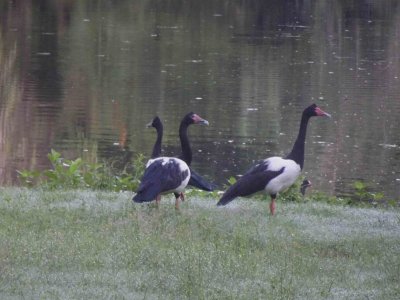 PortDouglas_MagpieGoose07421.JPG