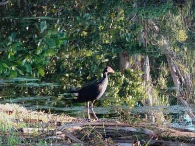 PortDouglas_WaterFowl_07424.JPG
